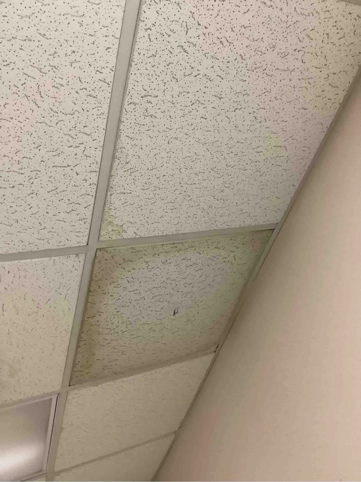 Suspended ceiling grid with tiles stained brown where water has come through from above