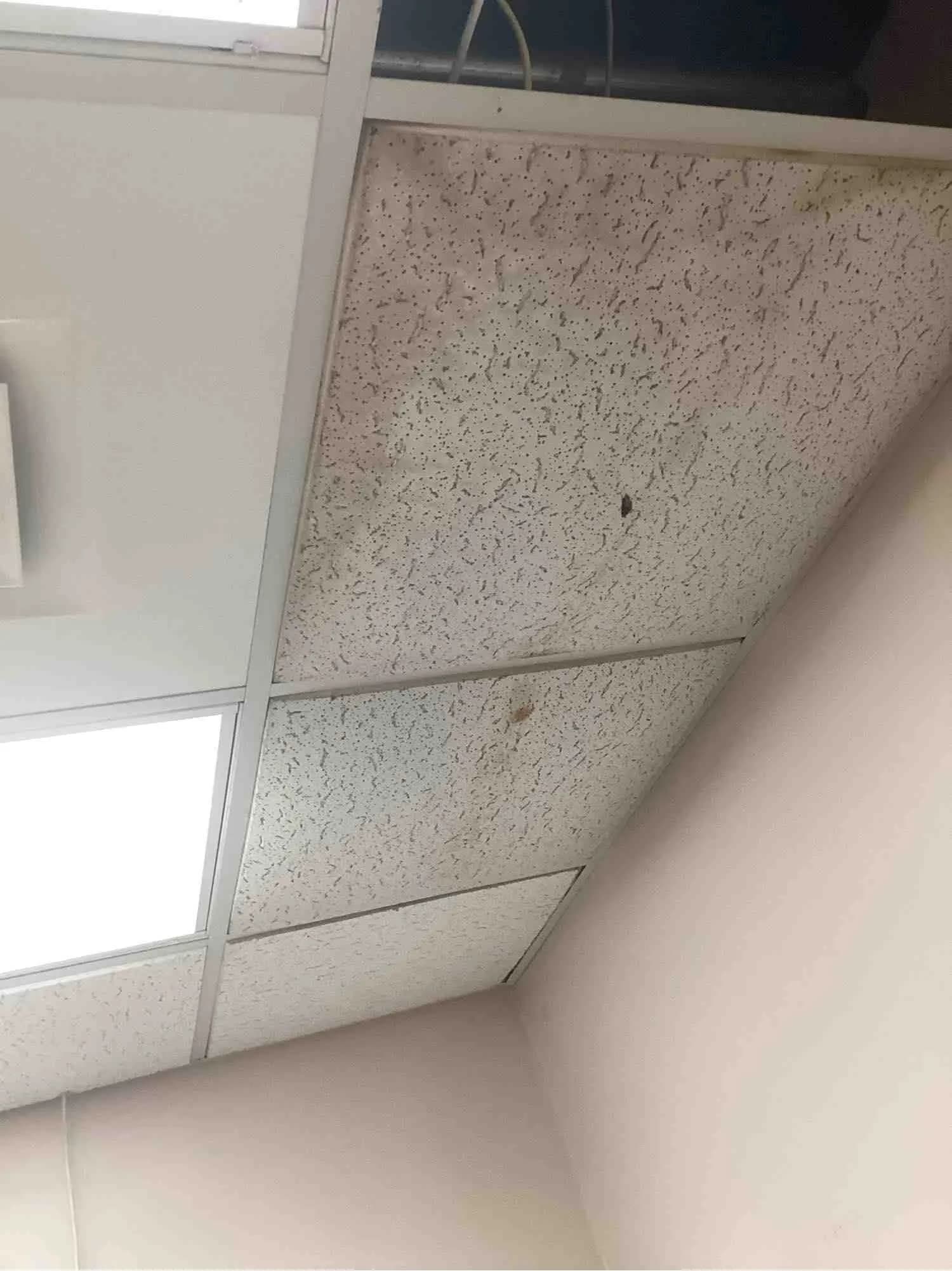Corner of a suspended ceiling with tiles discoloured where water has come through