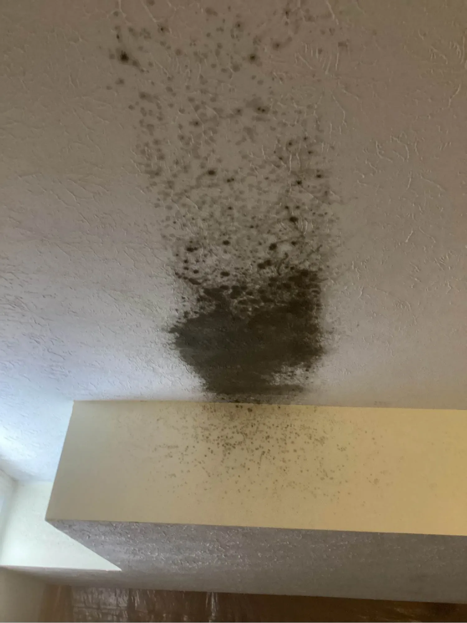 Mold growth spreading across a wall and ceiling corner above a cabinet
