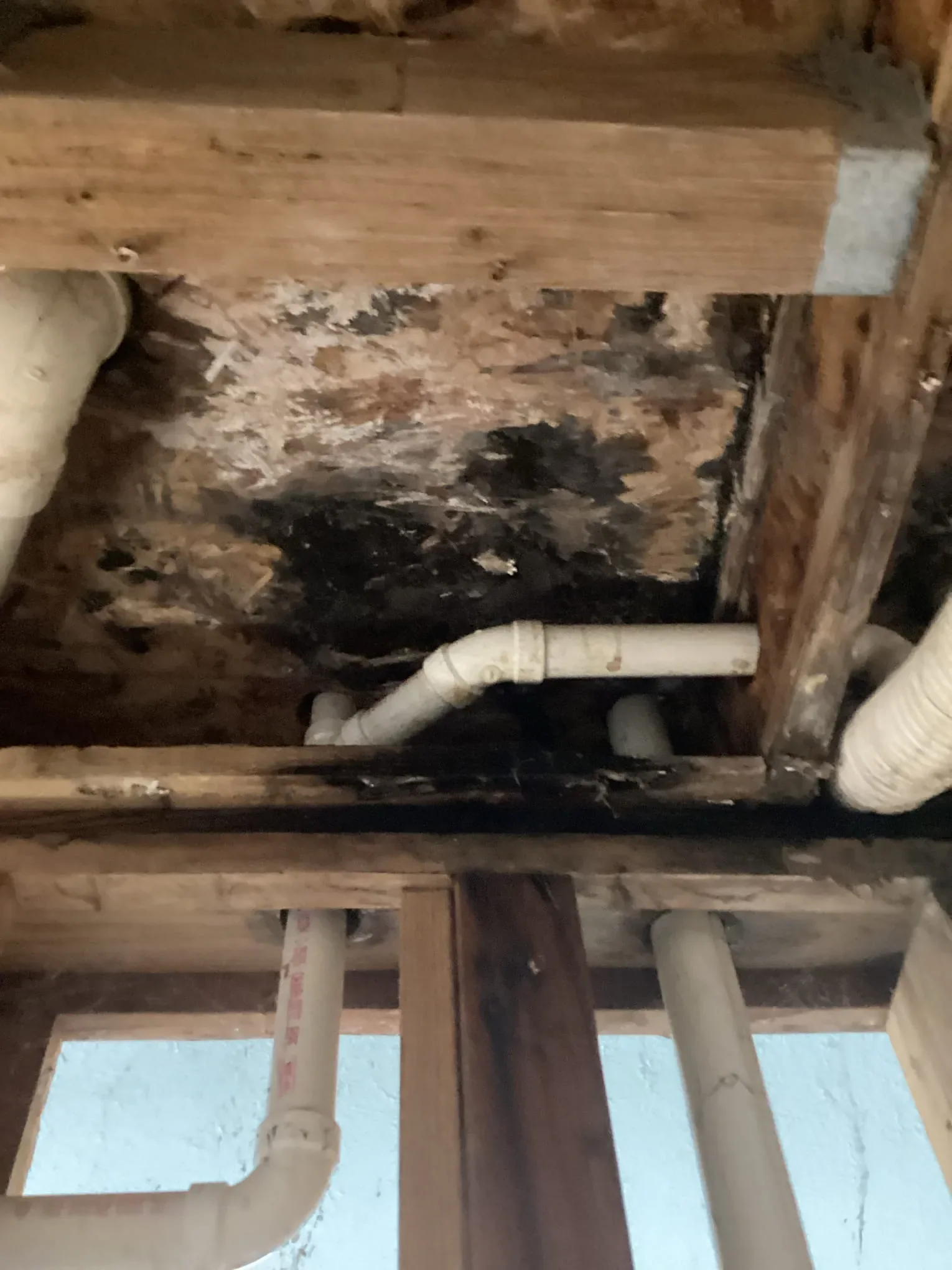 Heavy dark mold growth across floor framing in a crawlspace, the kind of thing a visual inspection is looking for